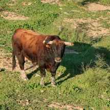 Younger bull on Via Verde de la Sierra